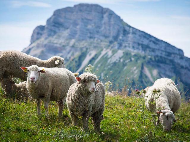 Moutons à l'espace naturel sensible du Col de Porte