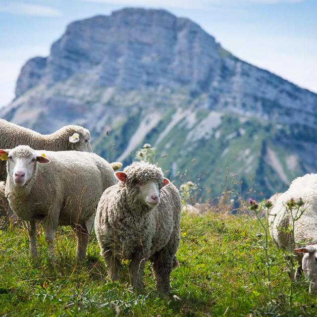 Moutons à l'espace naturel sensible du Col de Porte