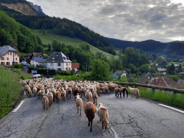 Transhumance au Sappey