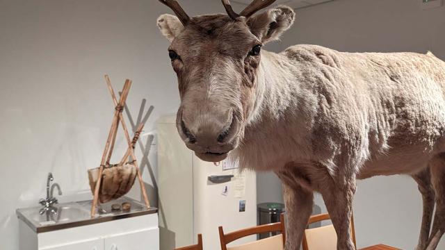 Exposition Temporaire Bienvenue Chez Les Prehistos au Musée de l'Ours des cavernes