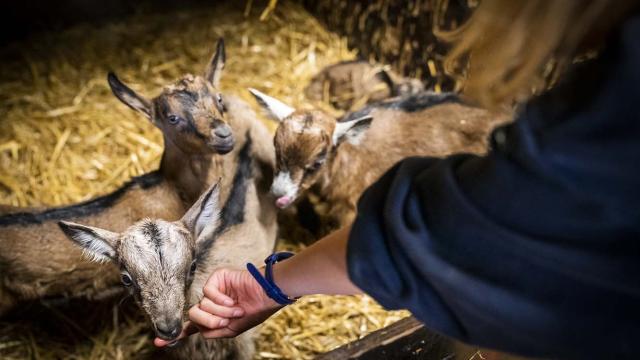 Visite Ferme Chevres