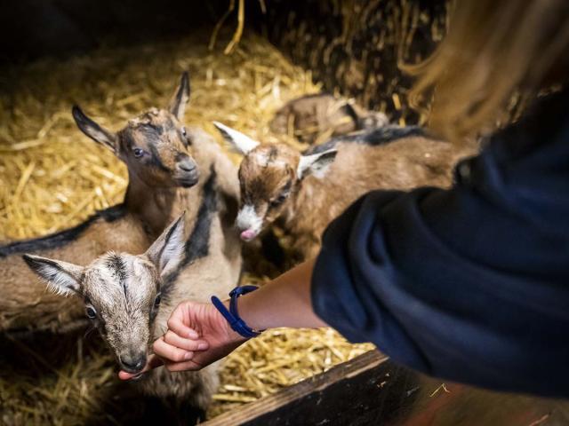 Visite Ferme Chevres