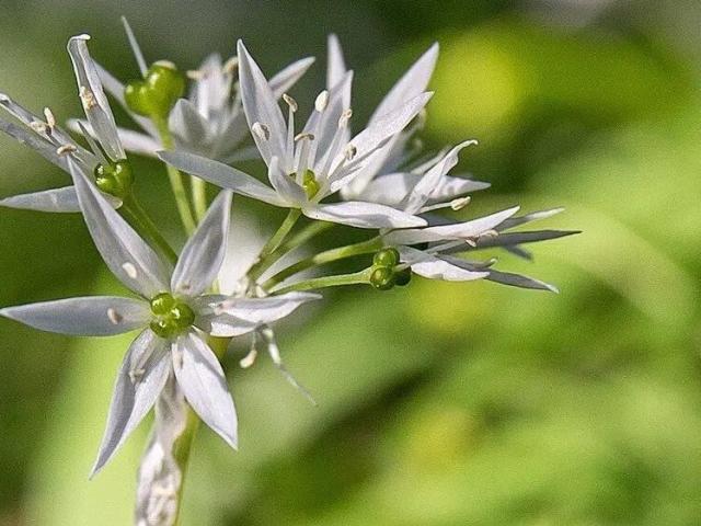 Plantes Comestibles