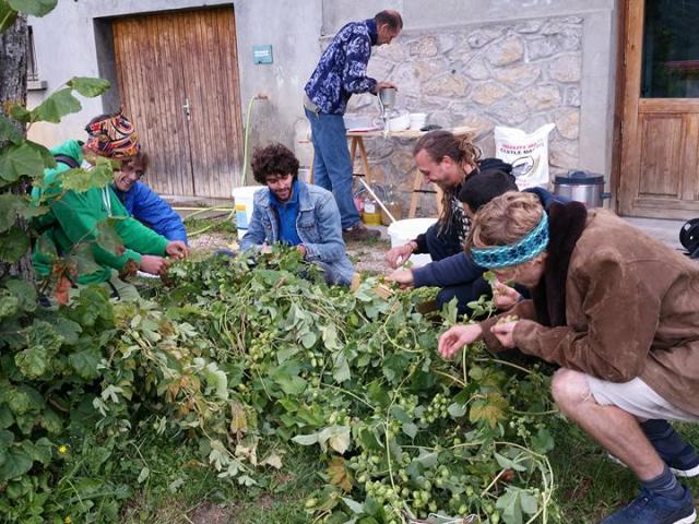 La Bonne Fabrique - Cueillette du houblon