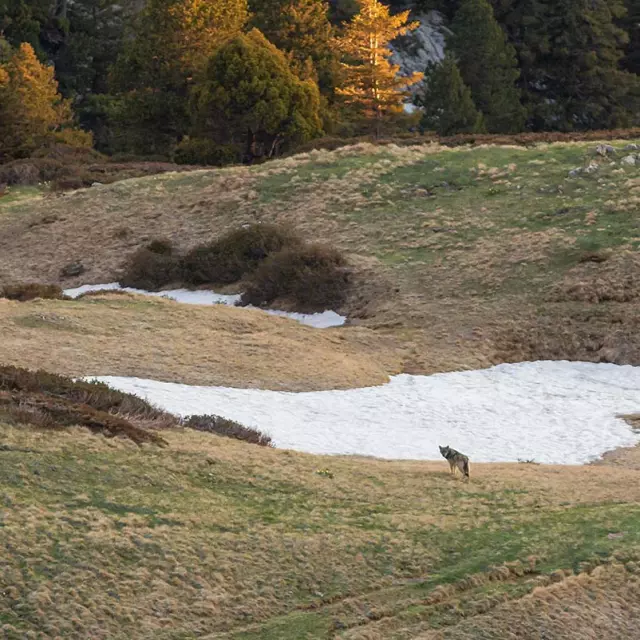 Loup en Chartreuse