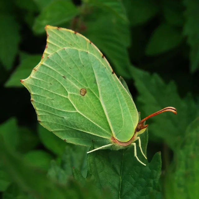 Papillon citron