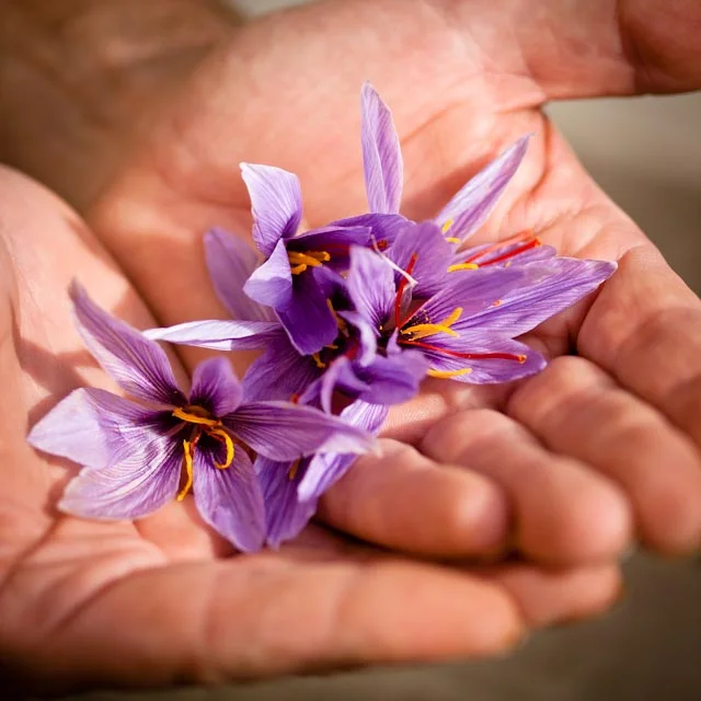 Crocus Safran Ferme De Brevardiere