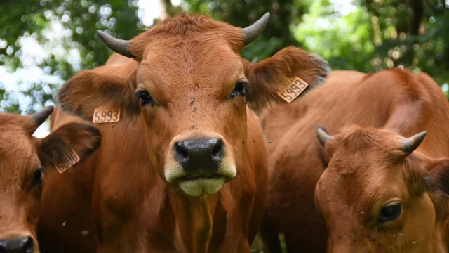 Ferme Du Til Miribel Les Echelles